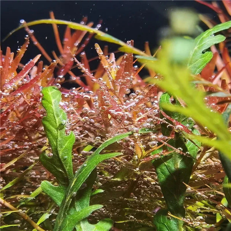 GUYU WRGB Full Spectrum Aquarium LED Lamp (25/35/65W, Clip-On, Plant & Fish)