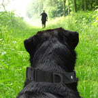GPS Pet Collar & Leash Locator Set for Dogs & Cats - Nylon Traction Collar with Tracking