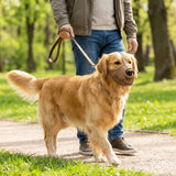 Breathable Mesh Dog Muzzle (Adjustable, PVC, Washable, Outdoor Travel)