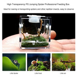 Mini Transparent Spider Breeding Box — with Moss & Driftwood