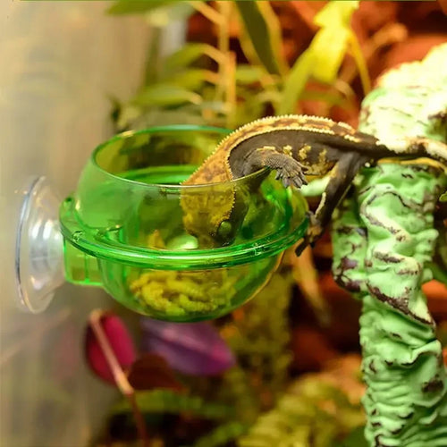 Anti-Escape Reptile Feeding Bowl — Suction-Mount Food & Water Dish