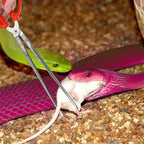 Extra-Long Snake Feeding Tongs — Serrated Grip Tweezers, 28cm/38cm