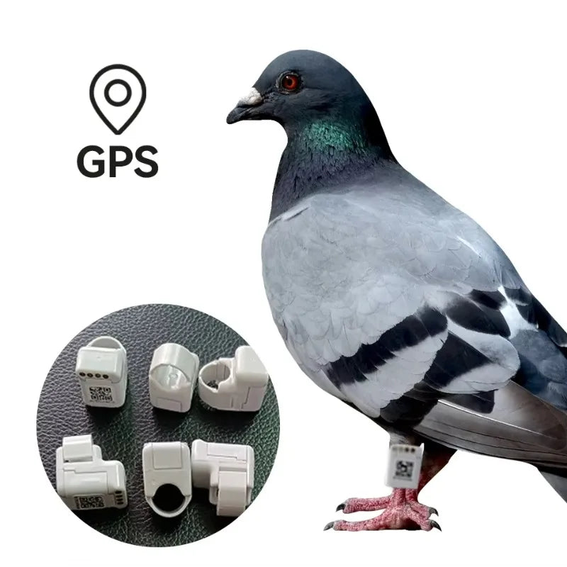 Pigeon GPS Racing Tracker Ring - Real-Time Electronic Positioning for Racing Birds
