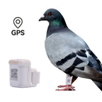 Real-Time GPS Pigeon Leg Band & Ring for Racing Pigeons & Birds - Flight Position Tracker