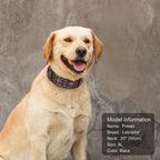 Genuine Leather Spiked Dog Collar