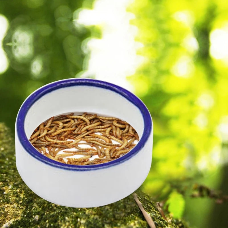 Mini Ceramic Reptile Water & Food Bowl — Set of 2 for Spiders, Geckos & Tortoises
