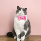 Candy Color Bow Collar for Cats & Small Dogs