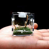 Mini Transparent Spider Breeding Box — with Moss & Driftwood