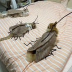 Cat Cockroach Costume Kit — Funny DIY Cosplay Dress-Up Accessory