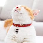 Waterproof Bluetooth GPS Real-Time Collar Tracker for Dogs & Cats - Anti-Loss