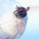 Hamster Exercise Ball — Clear 10cm Running Ball for Safe Free-Roam Play