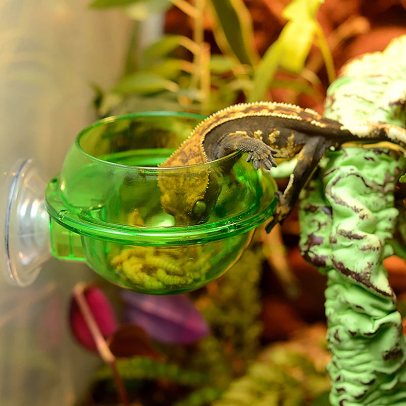 Wall-Mount Arboreal Feeder Bowl — Anti-Escape Suction Cup Dish for Chameleons
