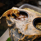 Magnetic Reptile Feeding Dish — Wall-Mount Food & Water Bowl for Geckos & Lizards