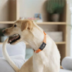 4G LTE Pet GPS Tracker for Dogs with SOS Button & Two-Way Communication