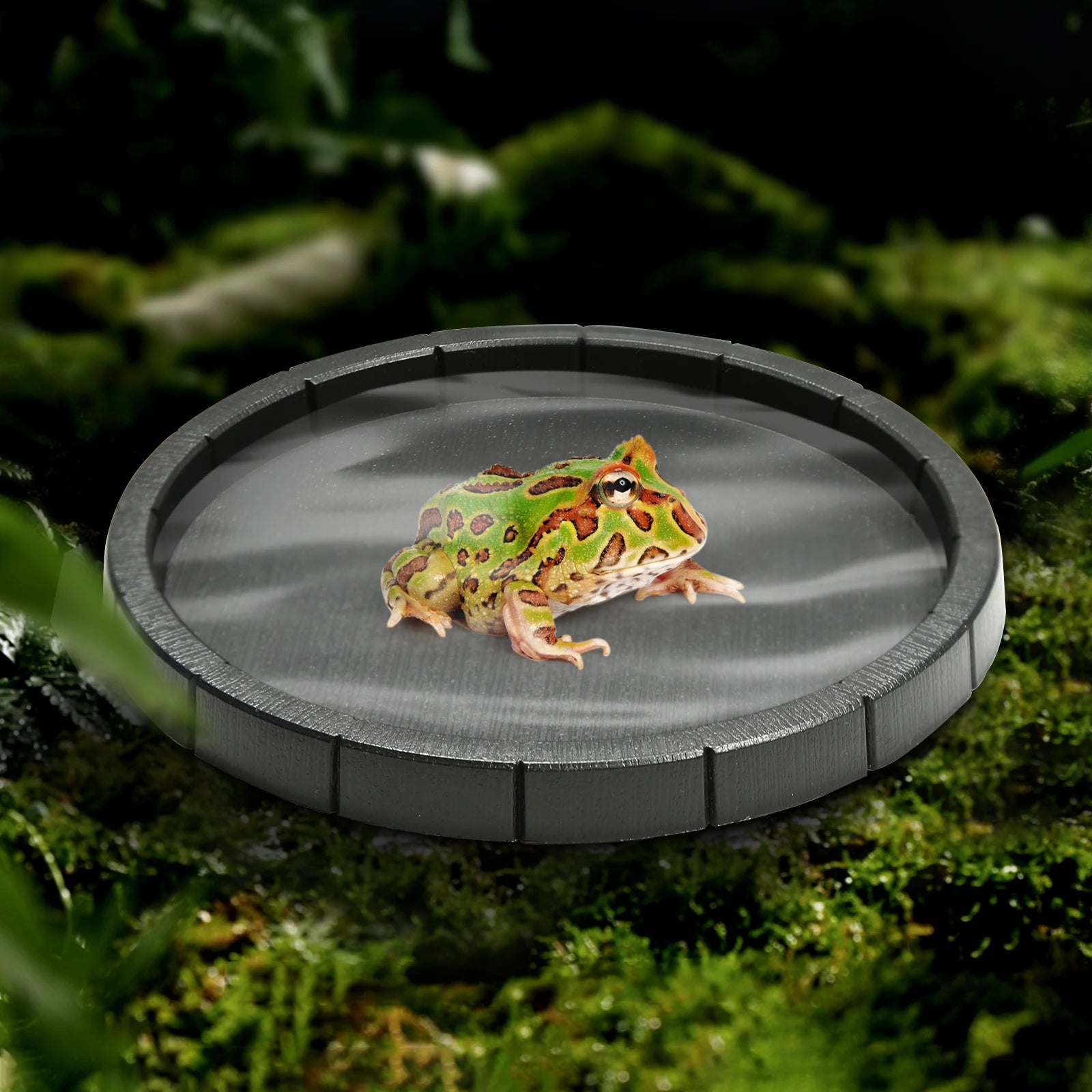 Black Plastic Reptile Feeding & Bath Basin — Round or Hexagon