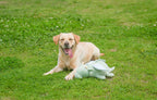 Heartbeat Comfort Puppy Toy