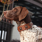 Genuine Leather Spiked Dog Collar