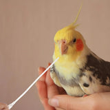 Bird & Small Pet Feeding Kit — Bendable Silicone Tube Feeders