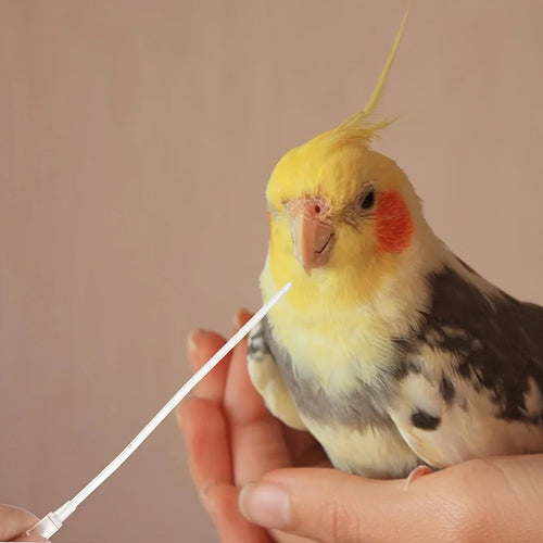 Bird & Small Pet Feeding Kit — Bendable Silicone Tube Feeders
