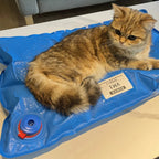 Veterinary Vacuum Positioning Mat for Pet Exams