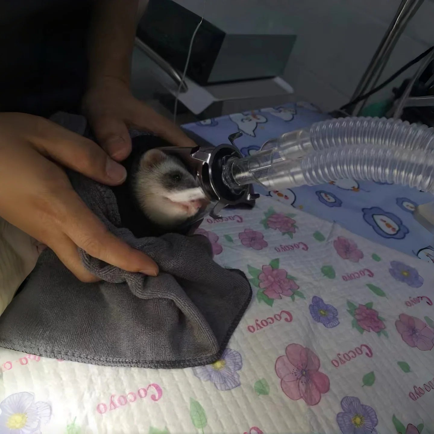 Veterinary Anesthesia Mask for Dogs & Cats