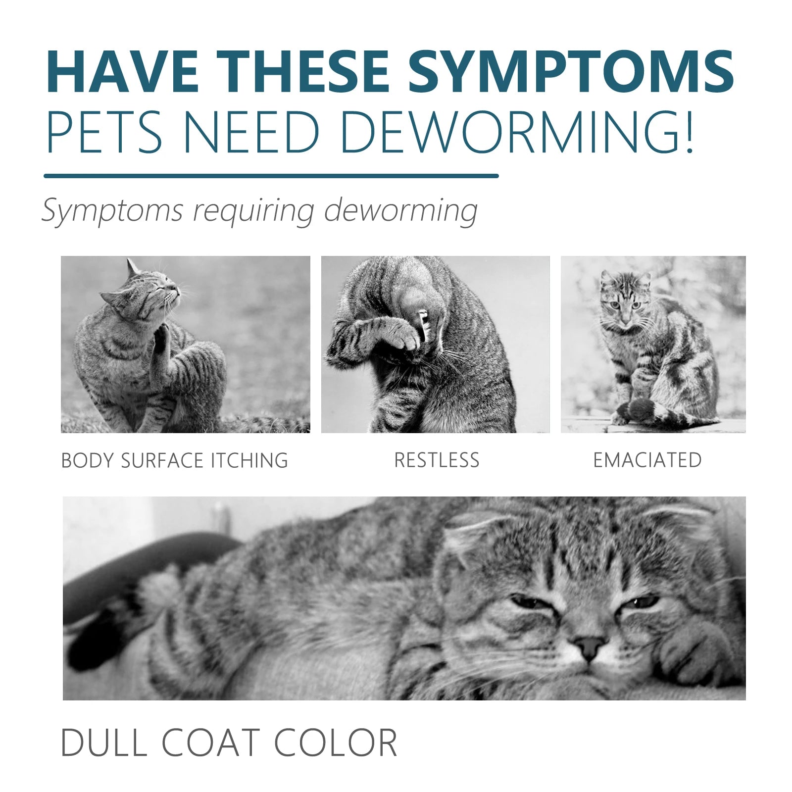 Cat Flea & Tick Spot-On Drops — Natural Anti-Itch Formula, 50ml