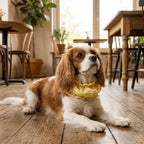 Dog Ear Snood Muffs (Noise-Proof, Windproof, Breathable, Grooming Salon)