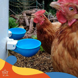 Automatic Poultry Water Cups — Leakproof Hanging Drinker Set