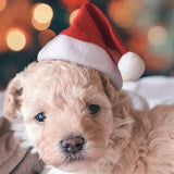 Christmas Santa Hat Cosplay Costume 50-Pack (Pet Ornament)