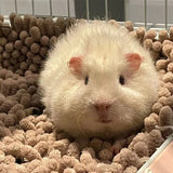 Plush Cushion Sleeping Mat — Portable Warm Bed for Hamsters & Guinea Pigs