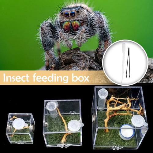 Mini Transparent Spider Breeding Box — with Moss & Driftwood