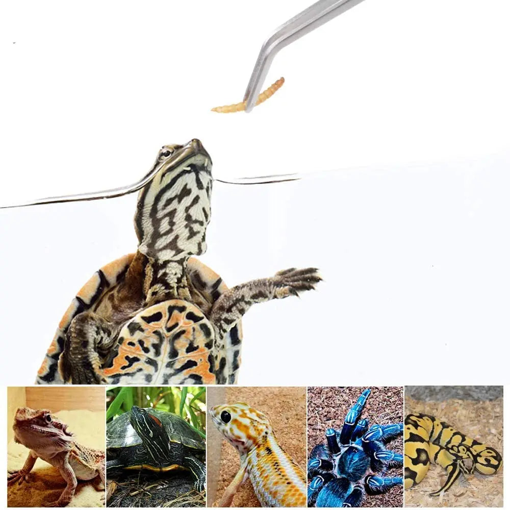 Stainless Steel Feeding Tongs — Long Reach Tweezers for Reptiles & Spiders