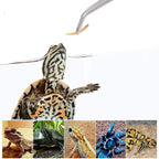 Stainless Steel Feeding Tongs — Long Reach Tweezers for Reptiles & Spiders