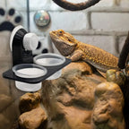 Gecko Feeder Ledge — Detachable Suction Cup Dish for Arboreal Reptiles