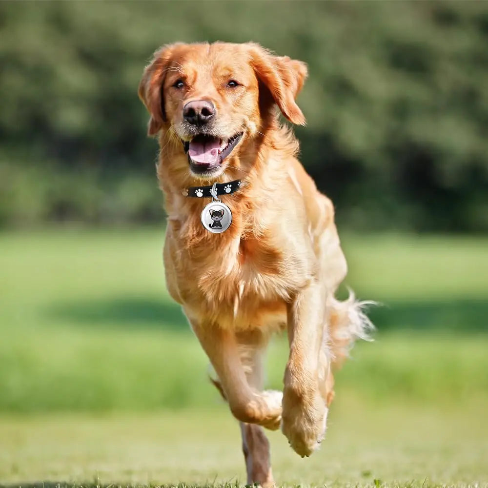 Mini GPS Cat & Dog Tracker Collar - Waterproof Real-Time, No Monthly Fee