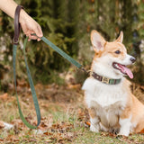 Personalized Dog Collar & Leash Set